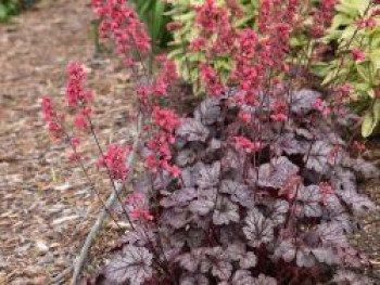 Purpurglöckchen &#8218;Timeless Treasure&#8216;, Heuchera &#8218;Timeless Treasure&#8216;, Topfware