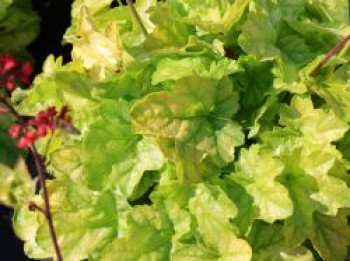 Purpurglöckchen 'Tokyo', Heuchera x cultorum 'Tokyo', Containerware