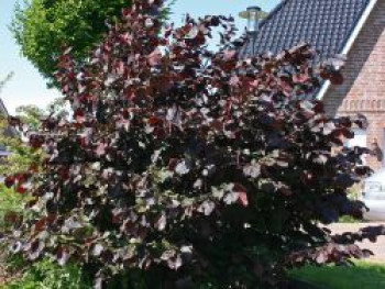 Purpurhasel / Bluthasel 'Purpurea', 100-150 cm, Corylus maxima 'Purpurea', Containerware