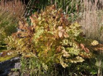 Purpurkönigsfarn &#8218;Purpurascens&#8216;, Osmunda regalis &#8218;Purpurascens&#8216;, Topfware