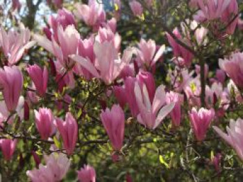 Purpurmagnolie 'Betty', 30-40 cm, Magnolia liliiflora 'Betty', Containerware