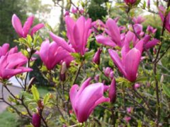 Purpur-Magnolie &#8218;Nigra&#8216;, 40-60 cm, Magnolia liliiflora &#8218;Nigra&#8216;, Containerware