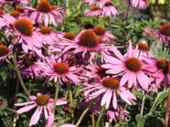 Purpurroter Scheinsonnenhut, Echinacea purpurea, Topfware