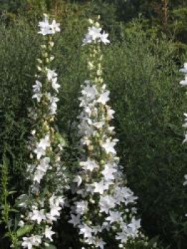 Pyramiden-Glockenblume &#8218;Alba&#8216;, Campanula pyramidalis &#8218;Alba&#8216;, Topfware