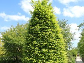 Pyramiden-Hainbuche / Säulen-Hainbuche 'Fastigiata', 100-125 cm, Carpinus betulus 'Fastigiata', Containerware