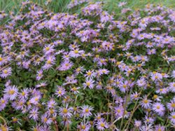 Pyrenäen-Aster 'Lutetia', Aster pyrenaeus 'Lutetia', Topfware