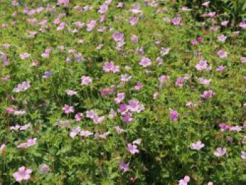 Pyrenäen-Storchschnabel, Geranium endressii, Topfware