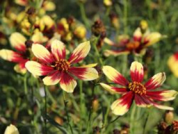 Quirlblättriges Mädchenauge &#8218;Bengal Tiger&#8216;, Coreopsis verticillata &#8218;Bengal Tiger&#8216;, Topfware