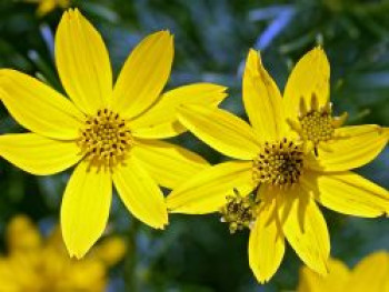 Quirlblättriges Mädchenauge &#8218;Grandiflora&#8216;, Coreopsis verticillata &#8218;Grandiflora&#8216;, Topfware