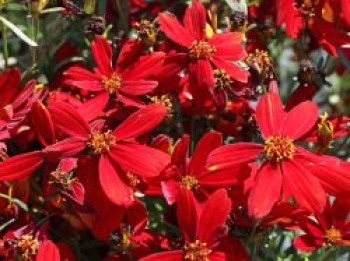 Quirlblättriges Mädchenauge 'Ladybird', Coreopsis verticillata 'Ladybird', Topfware XL