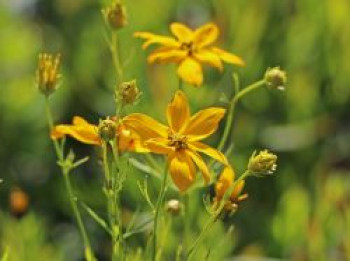 Quirlblättriges Mädchenauge, Coreopsis verticillata, Topfware