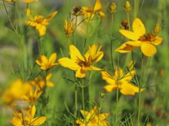 Quirlblättriges Mädchenauge / Netzblattstern &#8218;Imperial Sun&#8216;, Coreopsis verticillata &#8218;Imperial Sun&#8216;, Topfware