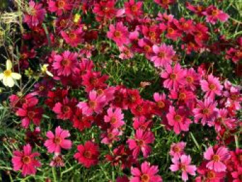 Quirlblättriges Mädchenauge &#8218;Red Ruby&#8216;, Coreopsis verticillata &#8218;Red Ruby&#8216;, Topfware