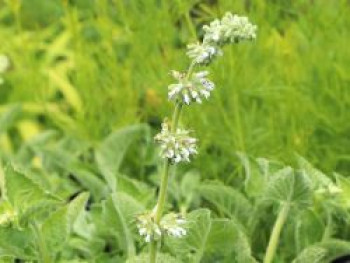 Quirlblütiger Salbei &#8218;Alba&#8216;, Salvia verticillata &#8218;Alba&#8216;, Topfware