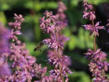 Quirlblütiger Salbei &#8218;Endless Love&#8216;, Salvia verticillata &#8218;Endless Love&#8216;, Topfware