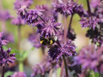 Quirlblütiger Salbei &#8218;Purple Rain&#8216;, Salvia verticillata &#8218;Purple Rain&#8216;, Topfware