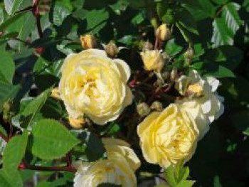 Rambler-Rose 'Lemon Siluetta ®', Rosa 'Lemon Siluetta ®', Wurzelware