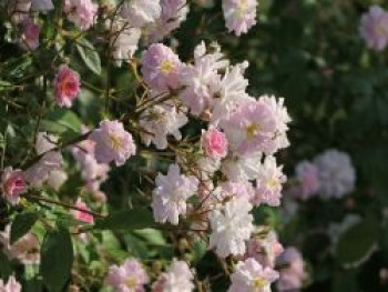 Ramblerrose 'Albertine', Rosa 'Albertine', Containerware