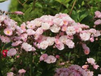 Ramblerrose &#8218;Bonny&#8216; ®, Rosa &#8218;Bonny&#8216; ®, Wurzelware