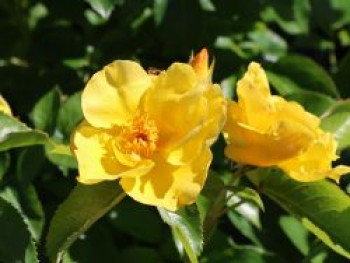 Ramblerrose 'Golden Age', Rosa 'Golden Age', Wurzelware