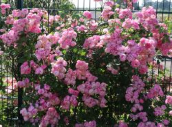 Ramblerrose &#8218;Raubritter&#8216;, Rosa &#8218;Raubritter&#8216;, Containerware