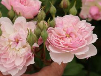 Ramblerrose 'Romantic Siluetta ®', Rosa 'Romantic Siluetta ®', Wurzelware