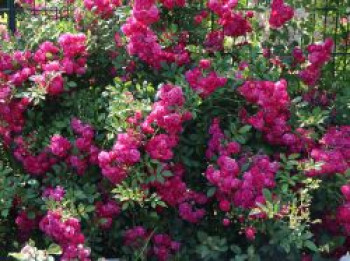 Ramblerrose 'Super Excelsa', Rosa 'Super Excelsa', Containerware