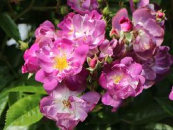 Ramblerrose &#8218;Veilchenblau&#8216;, Rosa &#8218;Veilchenblau&#8216;, Containerware