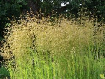 Rasen Schmiele 'Goldschleier', Deschampsia cespitosa 'Goldschleier', Containerware