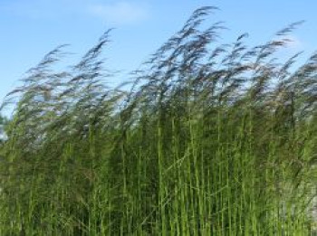 Rasen-Schmiele &#8218;Goldtau&#8216;, Deschampsia cespitosa &#8218;Goldtau&#8216;, Topfware