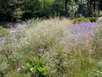 Rasen Schmiele, Deschampsia cespitosa, Topfware