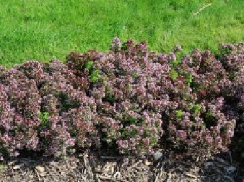 Rasiger Dost / Majoran 'Compactum', Origanum vulgare 'Compactum', Topfware