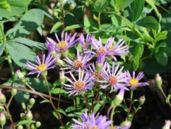 Raspel-Aster 'August Sky', Aster radula 'August Sky', Topfware