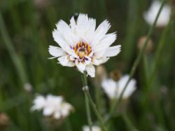 Rasselblume &#8218;Alba&#8216;, Catananche caerulea &#8218;Alba&#8216;, Topfware