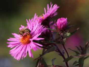 Raublatt-Aster &#8218;Abendsonne&#8216;, Aster novae-angliae &#8218;Abendsonne&#8216;, Topfware