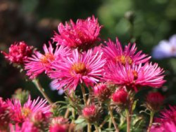 Raublatt-Aster &#8218;Alma Pötschke&#8216;, Aster novae-angliae &#8218;Alma Pötschke&#8216;, Topfware