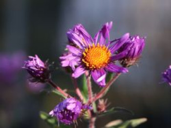 Raublatt-Aster &#8218;Barr&#8217;s Blue&#8216;, Aster novae-angliae &#8218;Barr&#8217;s Blue&#8216;, Topfware