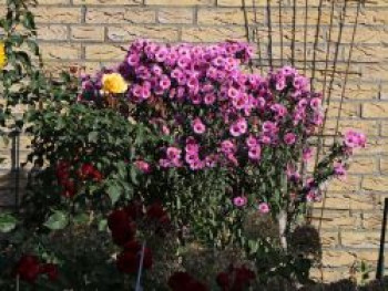 Raublatt-Aster &#8218;Barr&#8217;s Pink&#8216;, Aster novae-angliae &#8218;Barr&#8217;s Pink&#8216;, Topfware