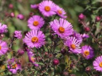 Raublatt-Aster &#8218;Herbstflieder&#8216;, Aster novae-angliae &#8218;Herbstflieder&#8216;, Topfware