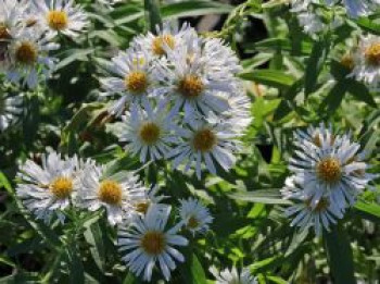 Raublatt-Aster &#8218;Herbstschnee&#8216;, Aster novae-angliae &#8218;Herbstschnee&#8216;, Topfware