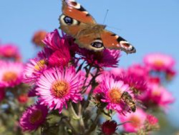 Raublatt-Aster 'Lachsglut', Aster novae-angliae 'Lachsglut', Topfware