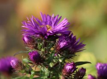 Raublatt-Aster &#8218;Purple Dome&#8216;, Aster novae-angliae &#8218;Purple Dome&#8216;, Topfware