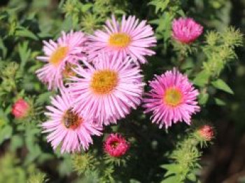 Raublatt-Aster &#8218;Rosa Sieger&#8216;, Aster novae-angliae &#8218;Rosa Sieger&#8216;, Topfware