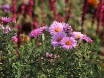 Raublatt-Aster &#8218;Rudelsburg&#8216;, Aster novae-angliae &#8218;Rudelsburg&#8216;, Topfware