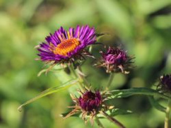 Raublatt-Aster &#8218;Violetta&#8216;, Aster novae-angliae &#8218;Violetta&#8216;, Topfware