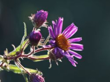 Raublatt-Aster &#8218;W. Bowmann&#8216;, Aster novae-angliae &#8218;W. Bowman&#8216;, Topfware