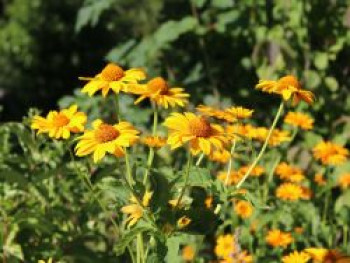 Raues Sonnenauge, Heliopsis scabra, Topfware