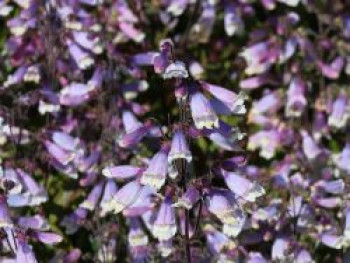 Rauhaariger Bartfaden 'Pygmaeus', Penstemon hirsutus 'Pygmaeus', Topfware