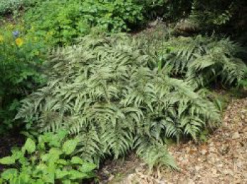 Regenbogenfarn / Brokatfarn &#8218;Burgundy Lace&#8216;, Athyrium niponicum &#8218;Burgundy Lace&#8216;, Topfware