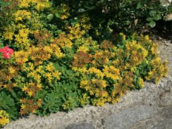 Reichblühendes Fettblatt &#8218;Weihenstephaner Gold&#8216;, Sedum floriferum &#8218;Weihenstephaner Gold&#8216;, Topfware